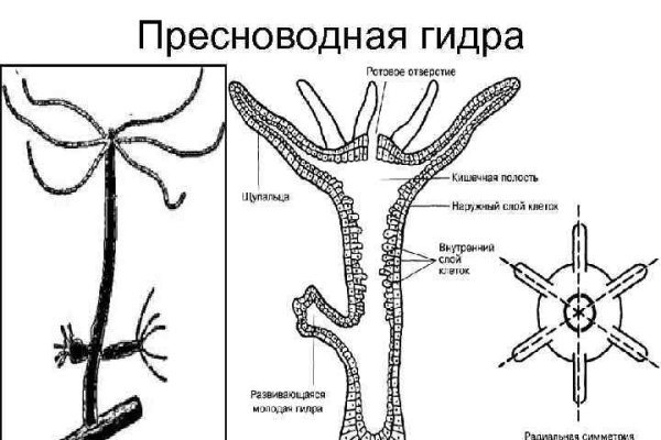 Почему кракен перестал работать